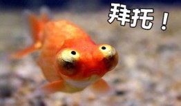 金鱼爆料视频大全最新,揭秘幕后真相，带你走进神秘世界